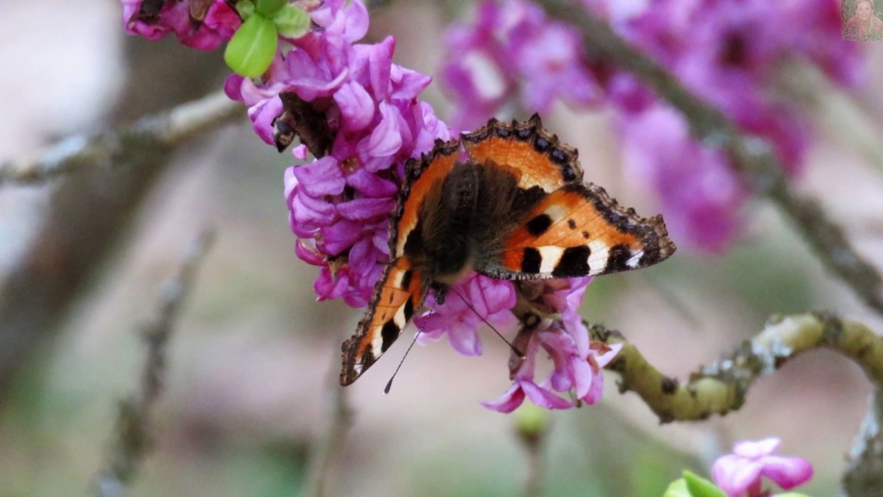 ARBORETUM  LEŚNE  (KUDYPY ) ...