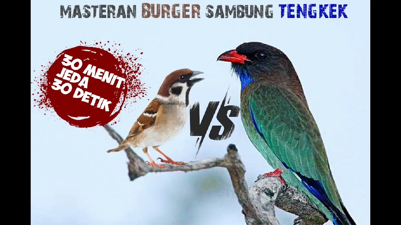 MASTERAN BURGER SAMBUNG TENGKEK BUTO‼️jeda 30 detik