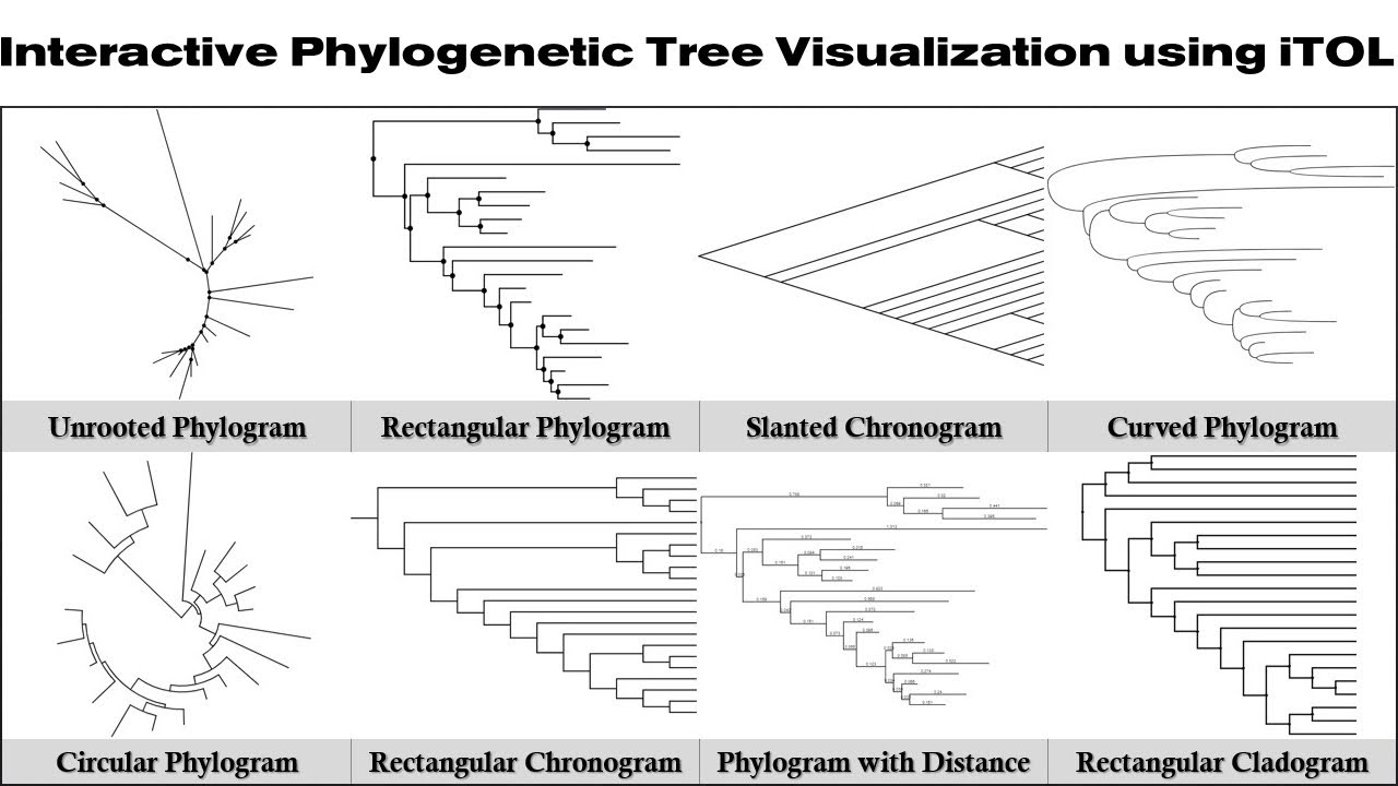 Interactive Phylogenetic Tree Visualization using iTOL #bioinformatics #biogem #genetics #taxonomy