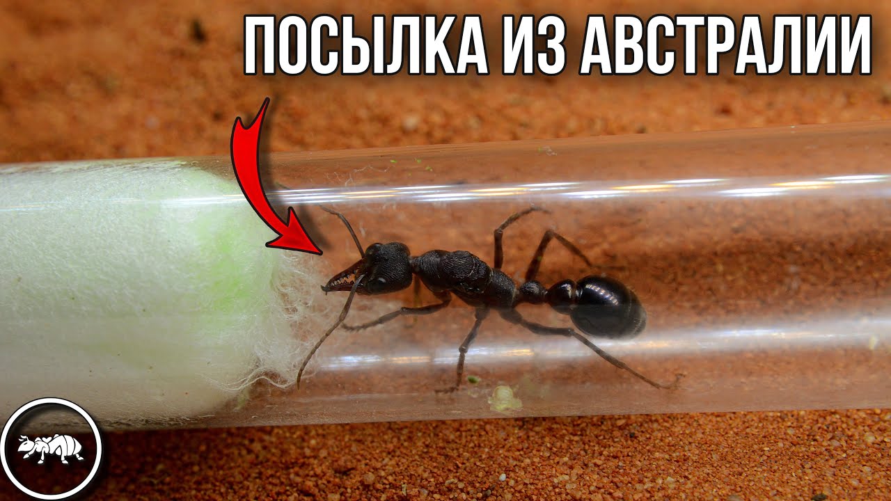 МУРАВЬИ-БУЛЬДОГИ // РАСПАКОВКА ПОСЫЛКИ // AntKeeper