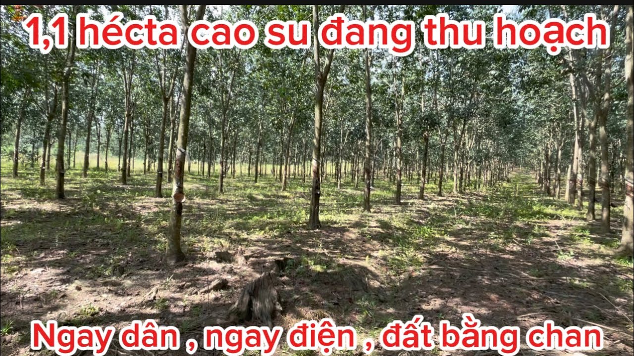 Mãnh vườn 1,1 hécta cao su. Ngay dân, có điện. Đất bằng chan. Nguồn thu trên đất. 0385390009