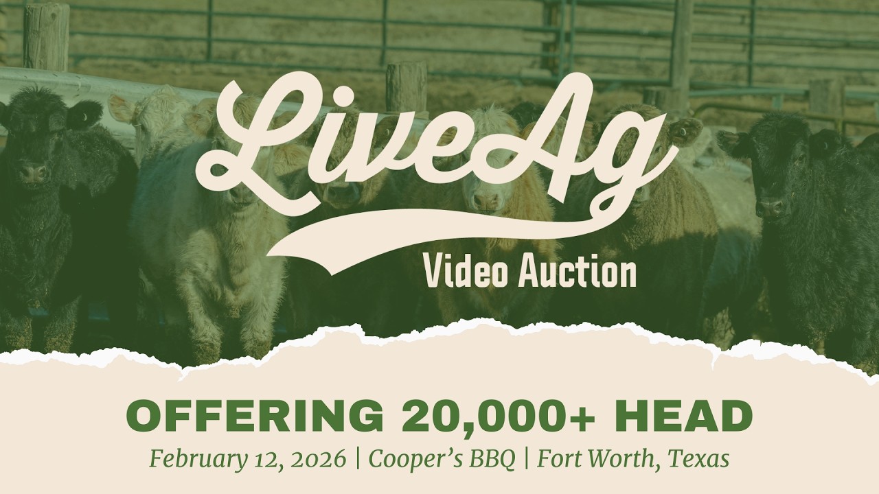 LiveAg Commercial Cattle Video Auction – February 12 | Buy Quality Livestock Online