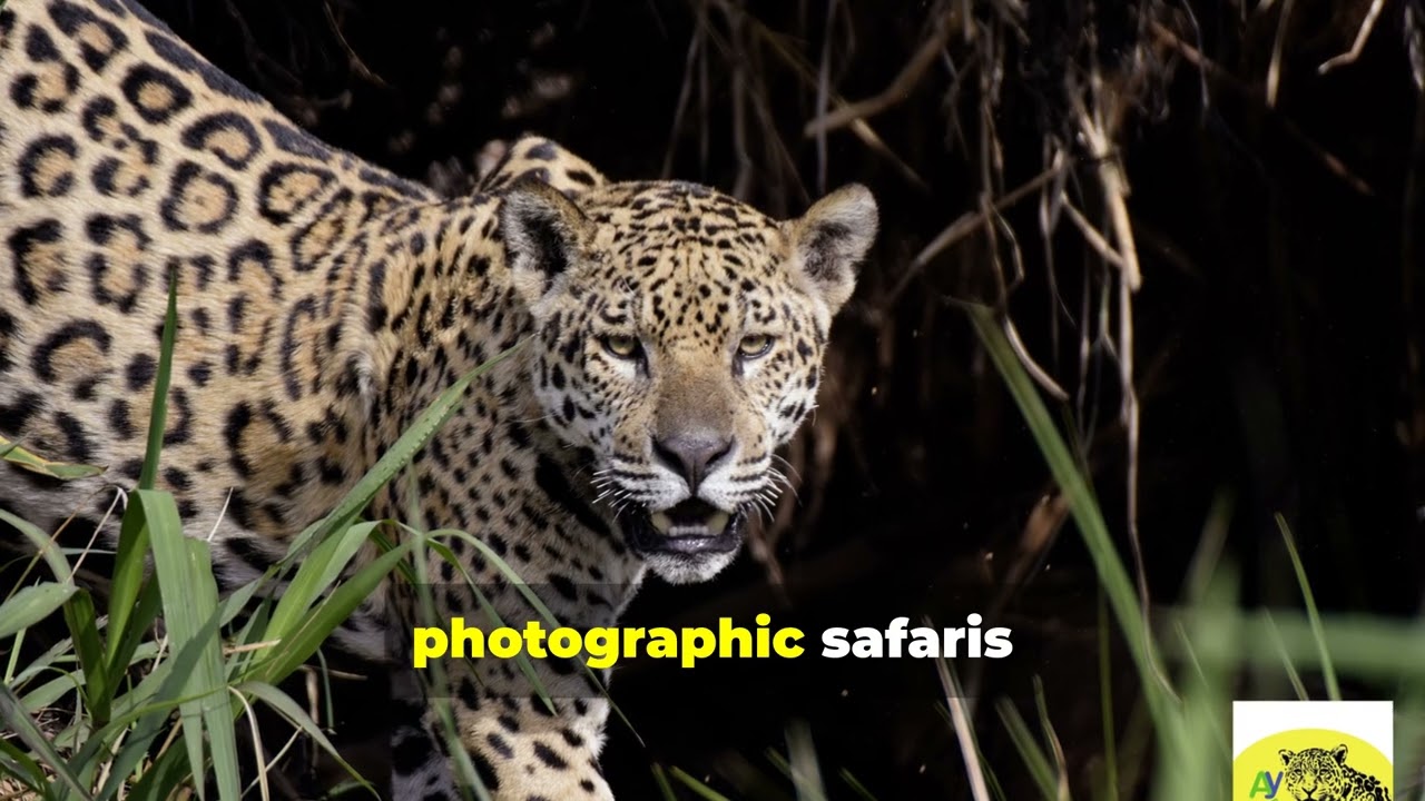 Discover Brazil&rsquo;s Most Luxurious Eco Adventures - @Tapiraexpeditions