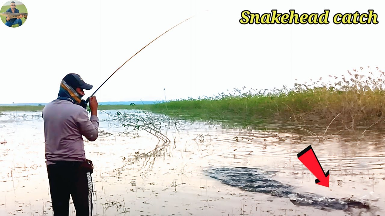 🎣 Murrel Fish Ka Khatarnak Shikar 😱River Fishing Full Action😯