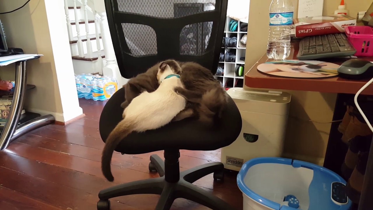 Every cat fur himself