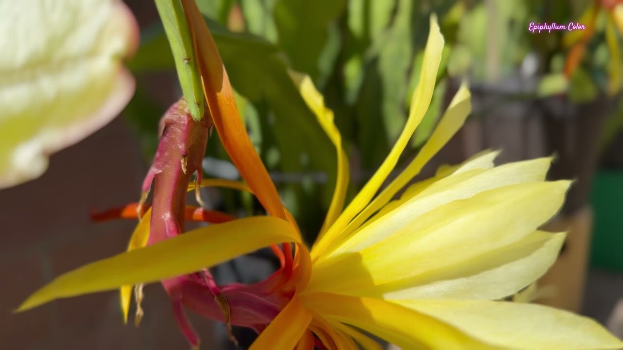 Epiphyllum Varieties 2025 - Part 1/2