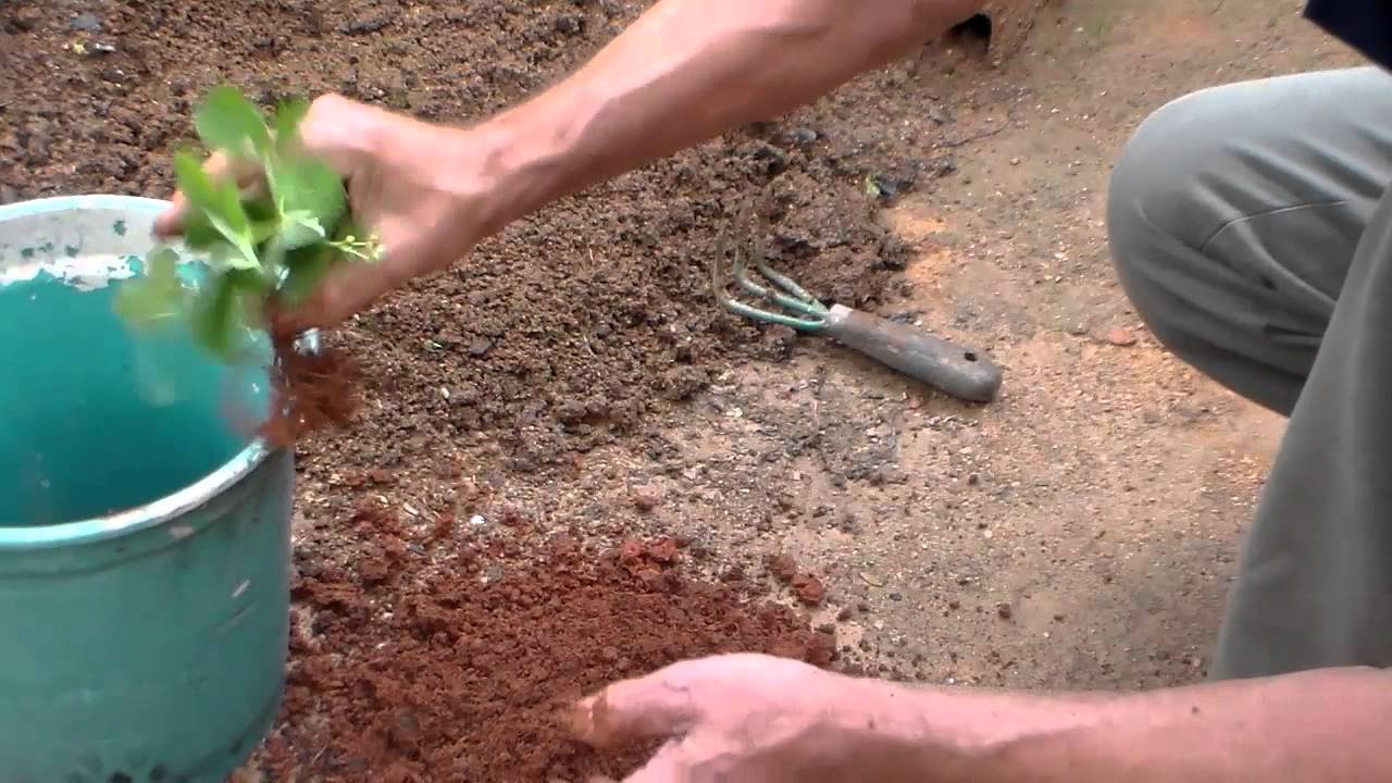 Como plantar morangos ( em tubos de pvc )