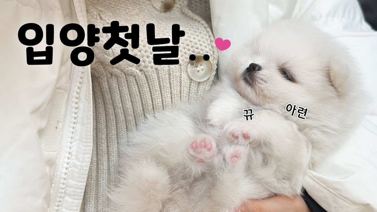 인형인줄 ... 아기 강아지 입양했어요 [ 2개월 포메라니안 ep.1 ]