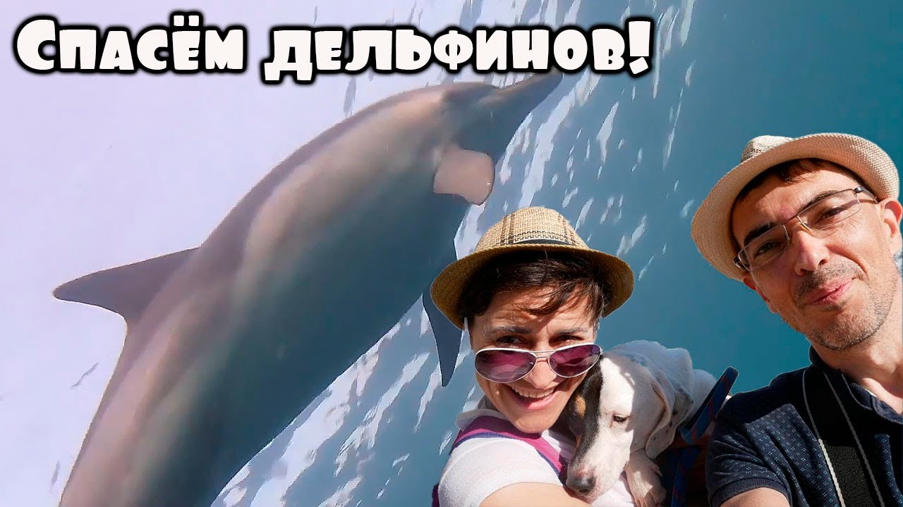 Спасём дельфинов вместе с 