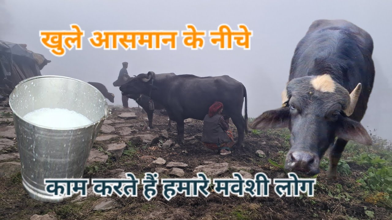 dog searching part 03 #bhotia #shepherddog @pahaddwarhimmat1923 