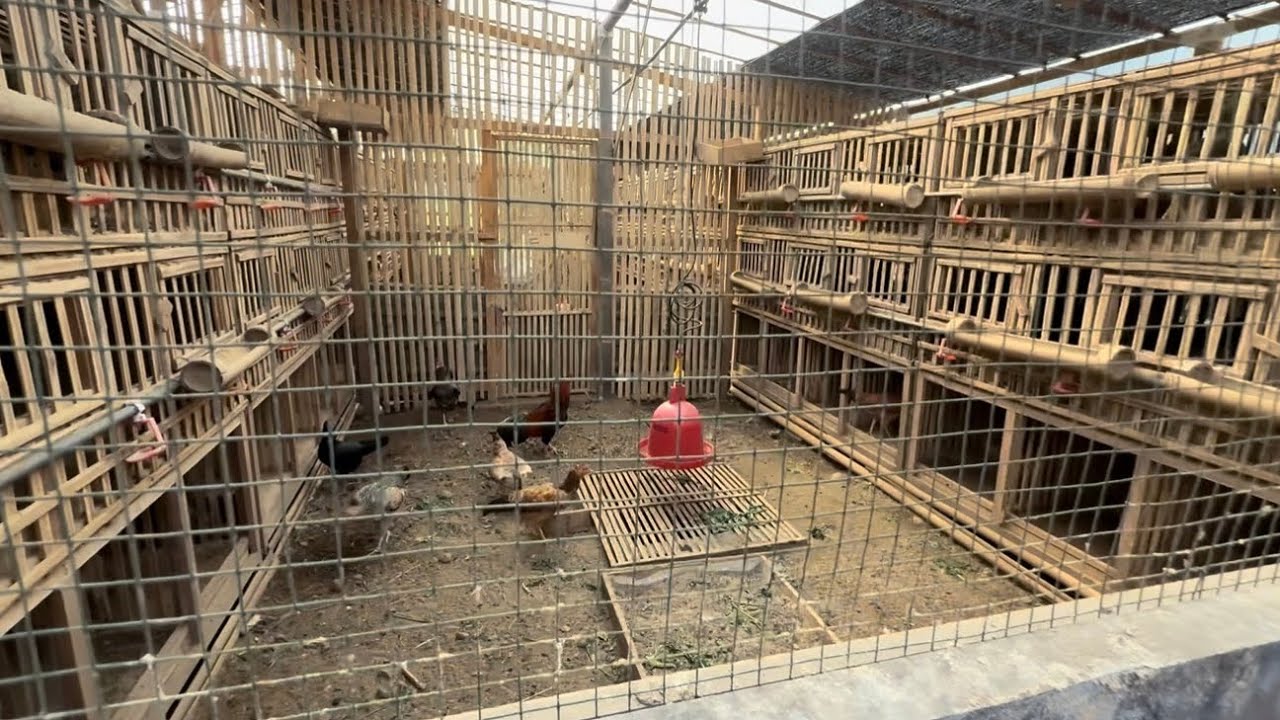 Spill Kandang Ayam Miliader Pak Pierre Di Malang #bayudiningrat