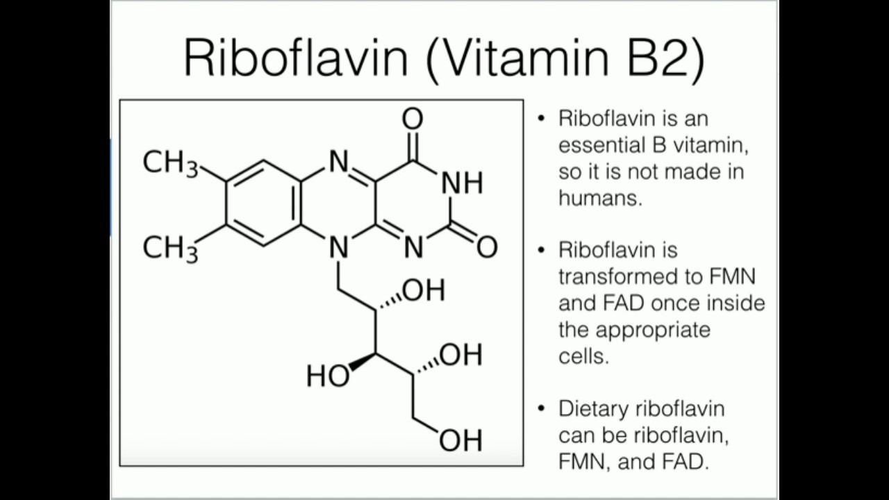 Riboflavin: Metabolism and Absorption