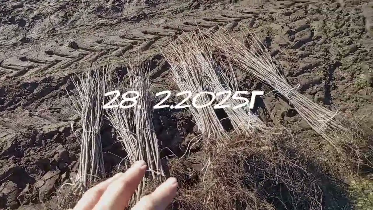 Весеннее отделение клонового подвоя черешни ВСЛ2. И посадка корней на новое место