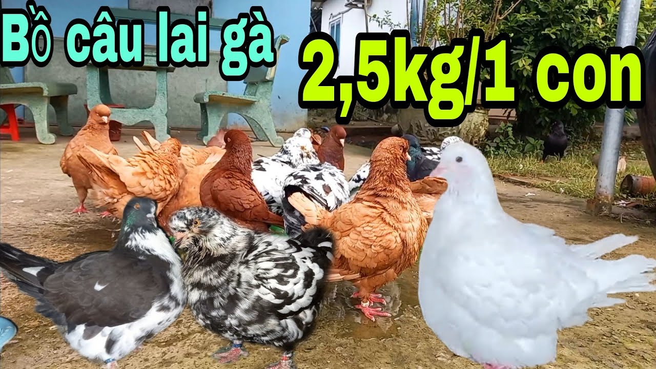 Sự thật về bồ câu lai gà 2,5kg/1 con mà a.e hay hỏi.pigeon/VGC