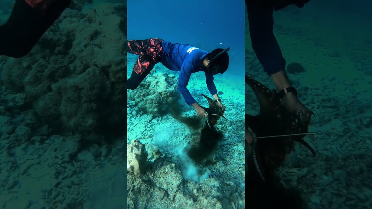 octopus hunting #octopus #reef #sea #maldives