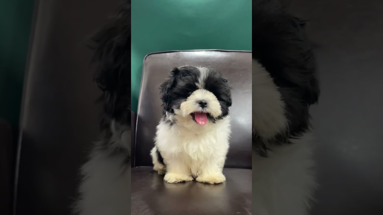 Learn about the Malshi Puppy