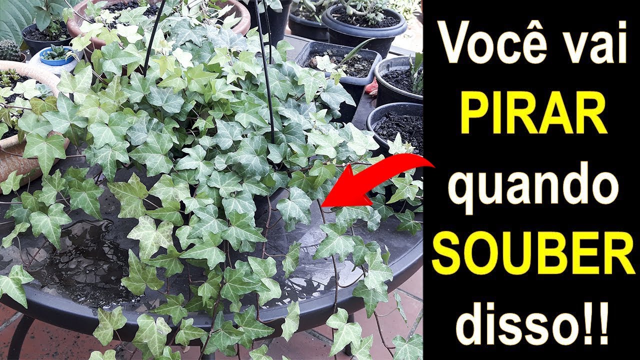 NUNCA MAIS COMPRE PLANTA HERA VEJA ISSO!!