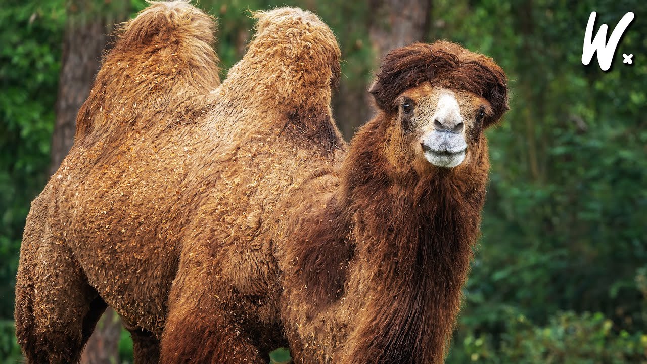 Can Camels Survive In Rainforests? 🤔🐪