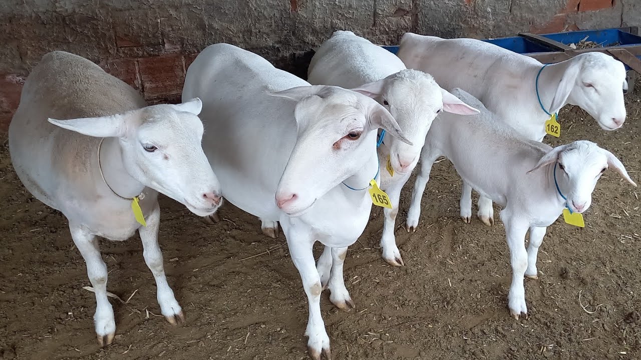 CRIAÇÃO DE OVINOS DORPER, WHITE DORPER EM CAMPINA GRANDE-PB REBANHO MV @coisasdomeusertaotema8345