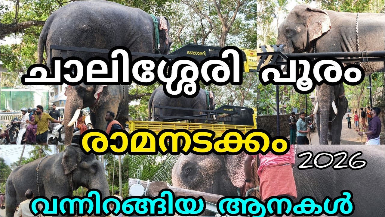 ചാലിശ്ശേരി പൂരം 2026 രാമനടക്കം നിരവധി ആന കൾ വന്നിറങ്ങി കേശവൻ പാമ്പാടി രാജൻ ബാലൻ കുഞ്ചു കൊടുമുടി