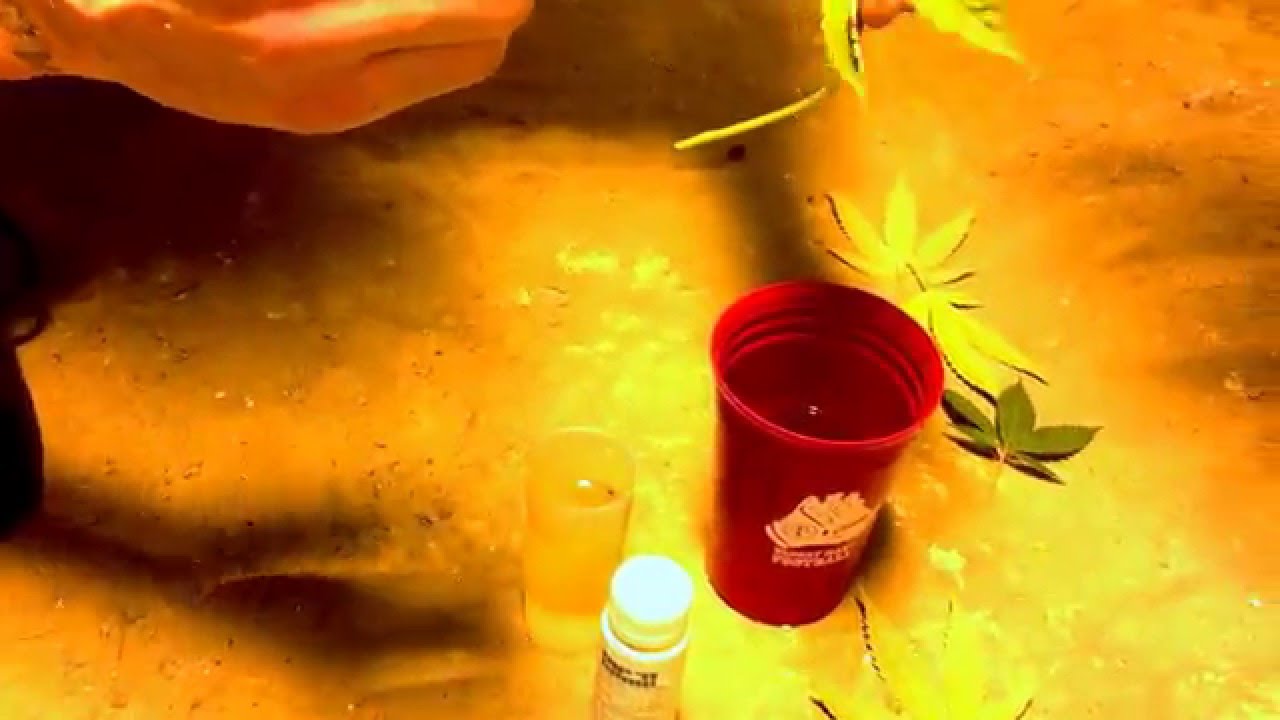 clone cannabis the easy way 100% success rate