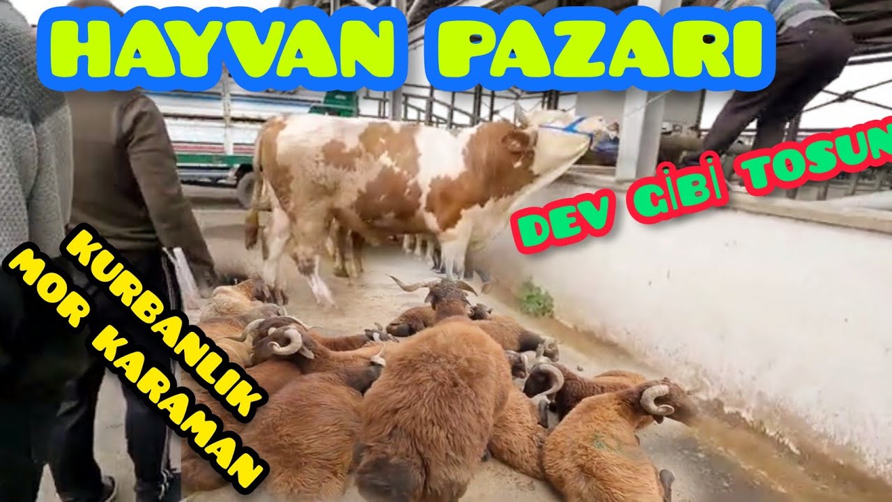 ERZURUM HORASAN HAYVAN PAZARI--SIKI KURBANLIK PAZARLIKLARI