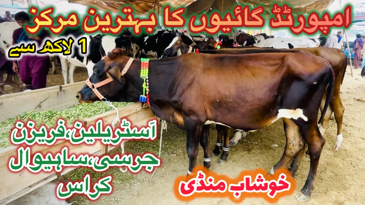 Imported cows | Sahiwal Cholistani bachriya | Khushab imported cow market | Hafer cow Salam market