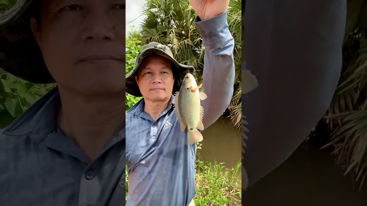 Ikan Perch Panjat Besar #celana pendek #memancing