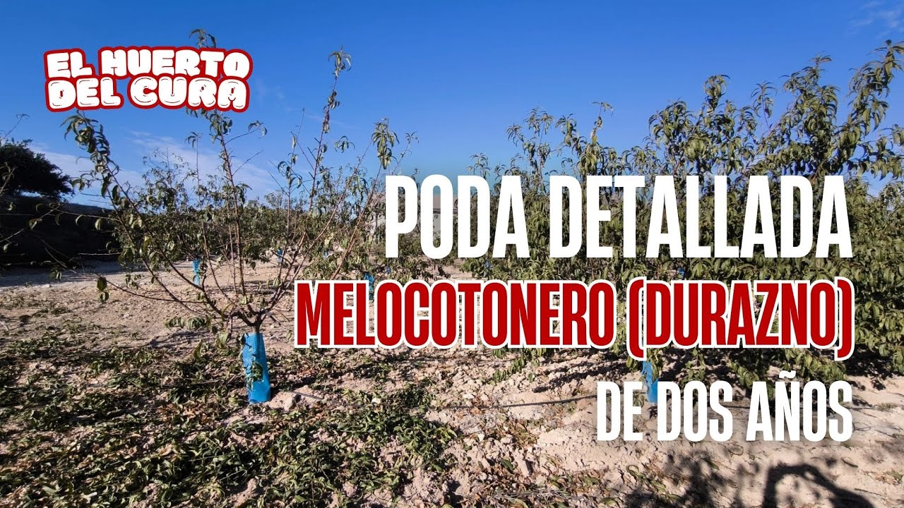 Poda detallada del melocotonero de dos años 🍑 | Cómo formar un árbol productivo paso a paso