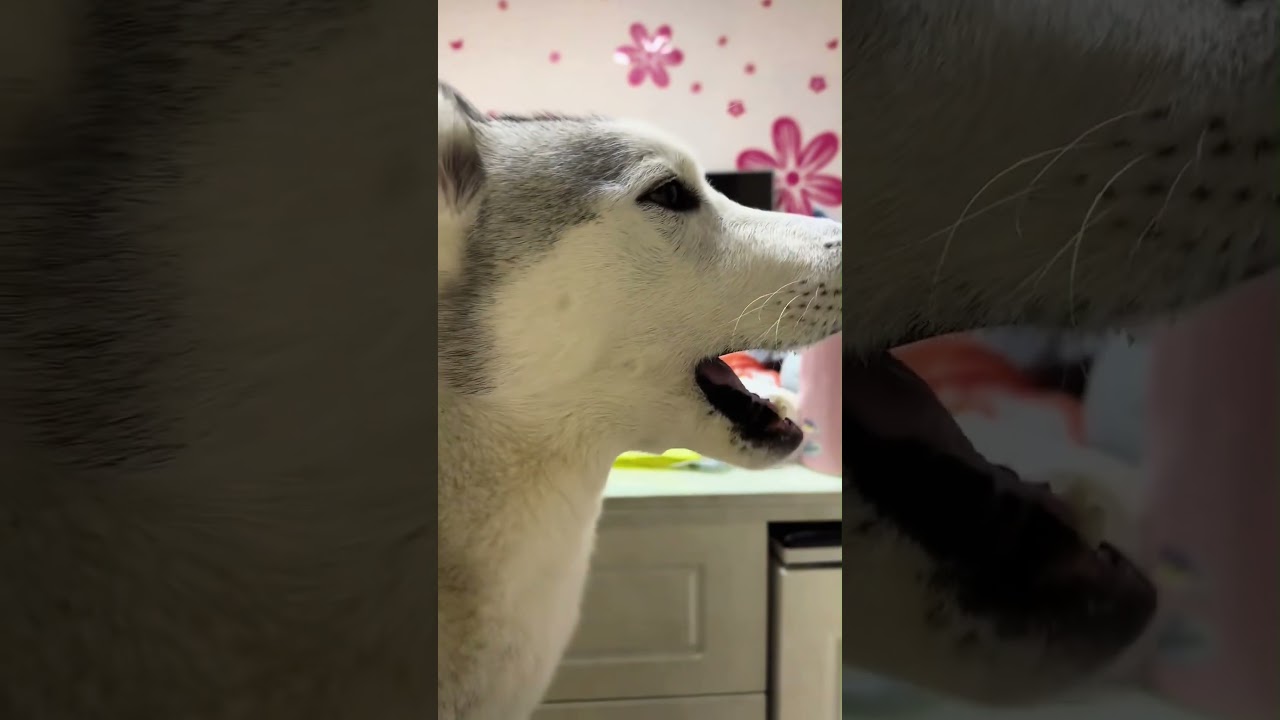 Look at their cute startle reactions #fyp #prank #lmao #scared #funny  #foryou #dog  #funnyvideos
