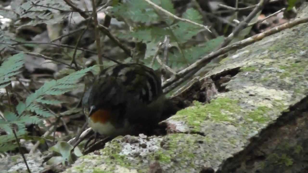 Australian Logrunner (Female) Running on a log, Lamington National Park