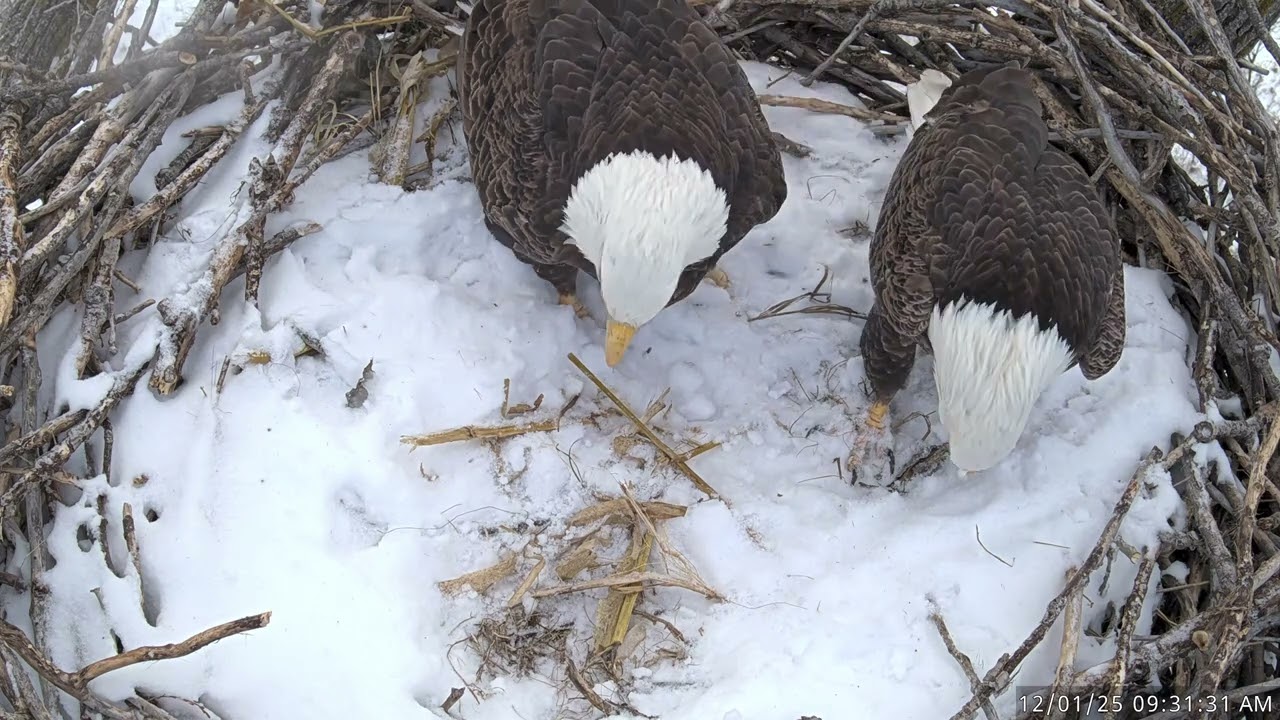 Bald eagle footage from our Missouri River Nest Cam 🦅