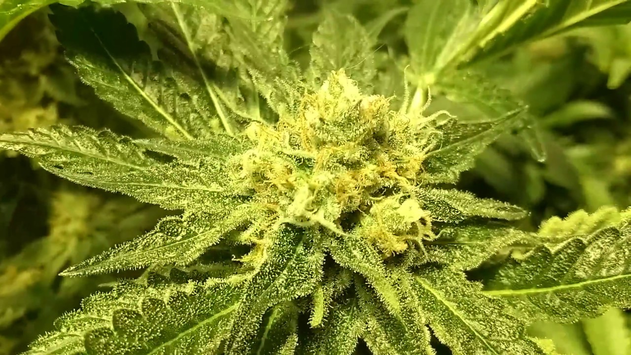 Week 6 (Day 37) of flowering. 2nd defoliation. Ice Cream Sensi Star Nebula Jacky White Dutch Dragon