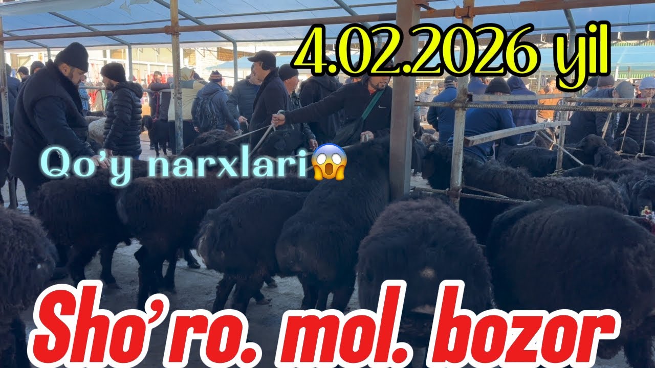 SHO’RO MOL BOZOR  QO’Y NARXLARI