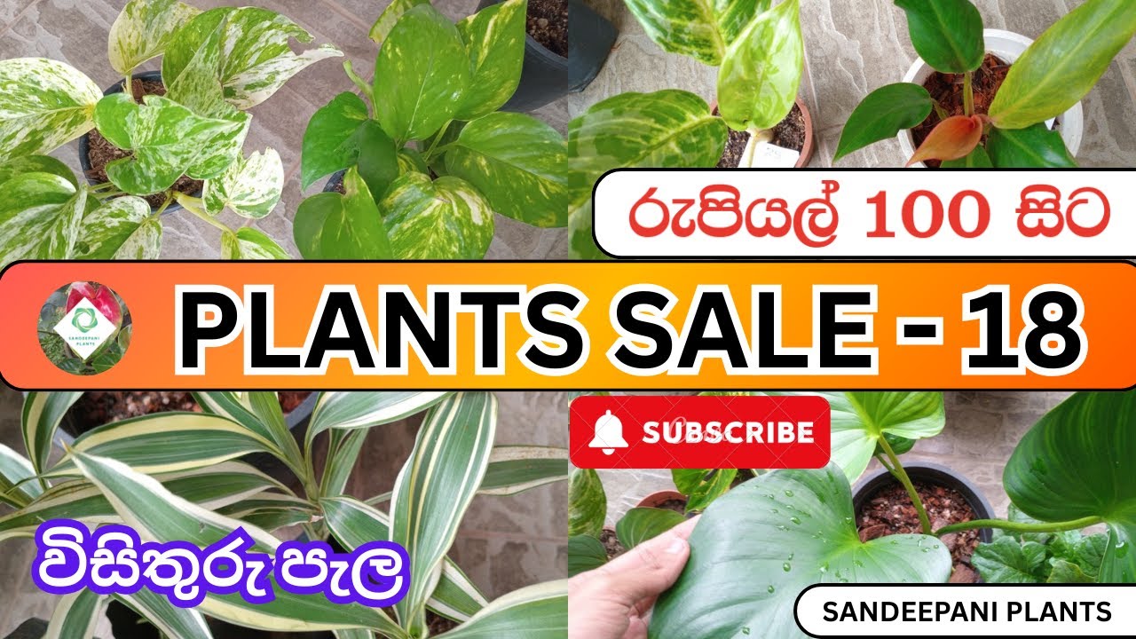 රුපියල් 100 සිට පැල ගන්න එන්න - විසිතුරු පැල විකිණීමට | Plants Sale 18 - Sandeepani Plants New Video