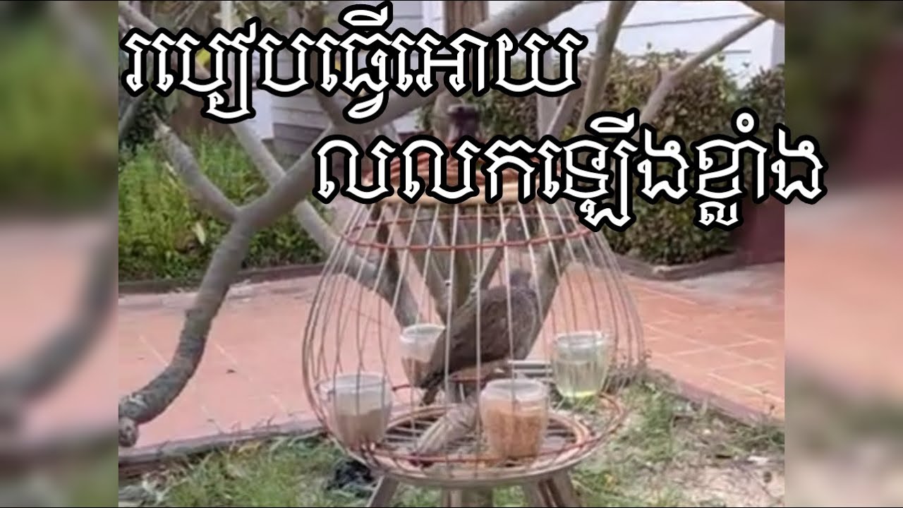 របៀបធ្វើអោយលលកឡើងខ្លាំង 👍🐦🤩នេះគ្រាន់តែជាបទពិសោធន៍បន្តិចបន្តួចសម្រាប់បងប្អូនដែលទើបតែលេងលលក🐦🤩