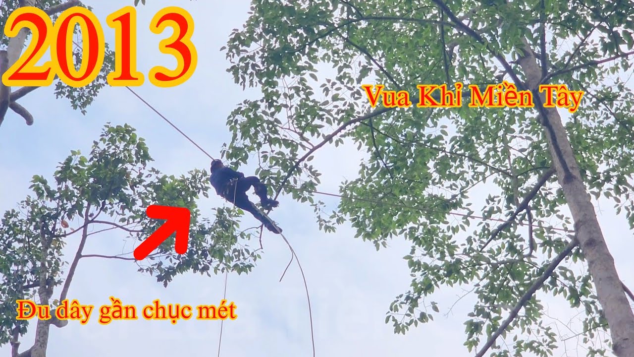 Trời ơi ! Vua Khỉ đu dây dài gần cả chục mét , chuyền qua cây Dầu Cutting redwood