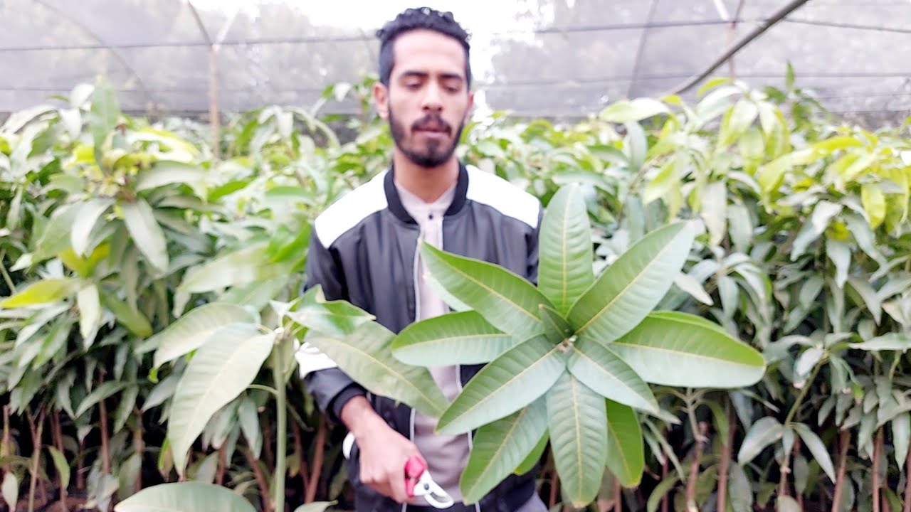 تعلم تقليم أصناف المانجو المحلية بعد الزراعة 🥭 | صنف فجر كلان | Pruning Mango Fajr Clan 🥭