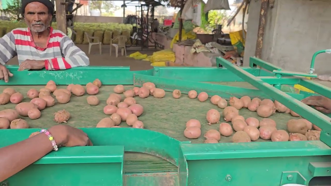 Potato Grader MODEL: 2026 Chain Model and Belt Woffer type