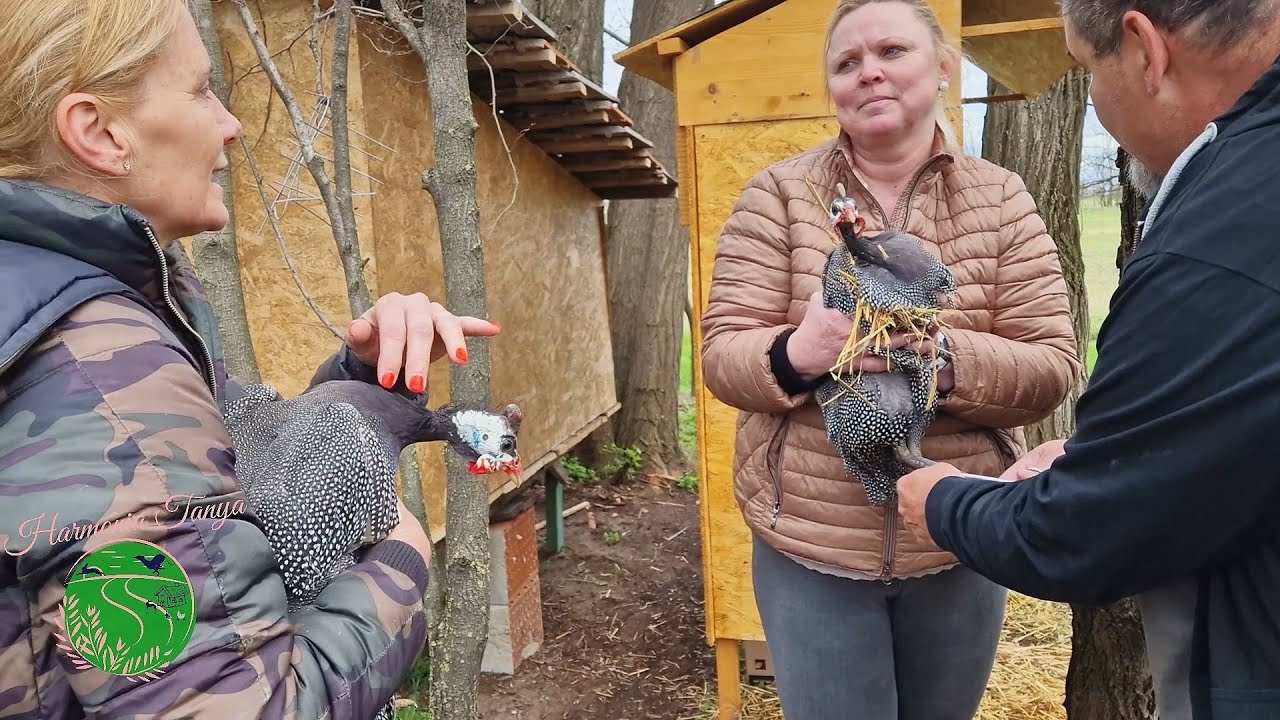 Harmónia Tanya - Az ajándék gyöngyik, a kopasznyakú, a gúnár és a legelő írfarkas (2023.)