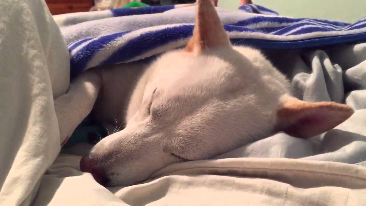 Shiba inu (Yukister) Snore zzZZzz