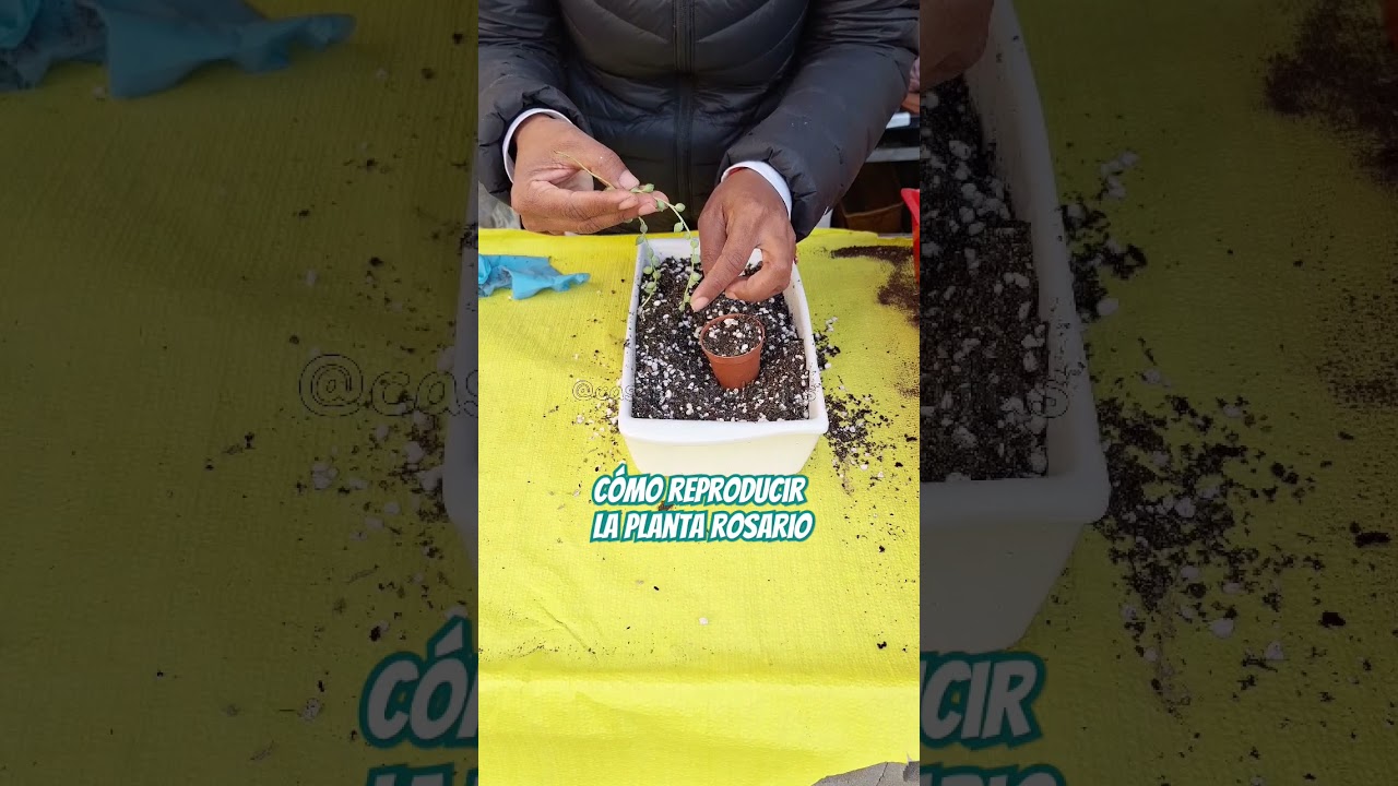 COMO REPRODUCIR LA PLANTA ROSARIO #senecio #senecioRowleyanus #suculentas #jard&iacute;n #plantas #esquejar