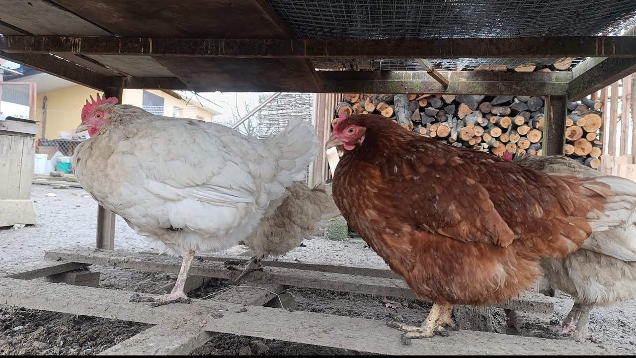 Spring  is Coming: Chickens Enjoy the Farm