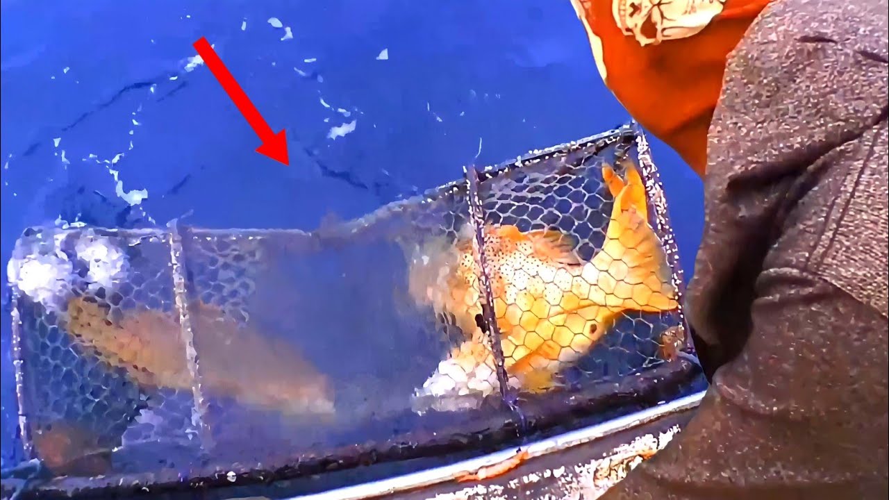 ANGKAT PERANGKAP BUBU || TAK DI SANGKA ADA PENAMPAKAN IKAN MONSTER, Red Grouper & Red Snapper