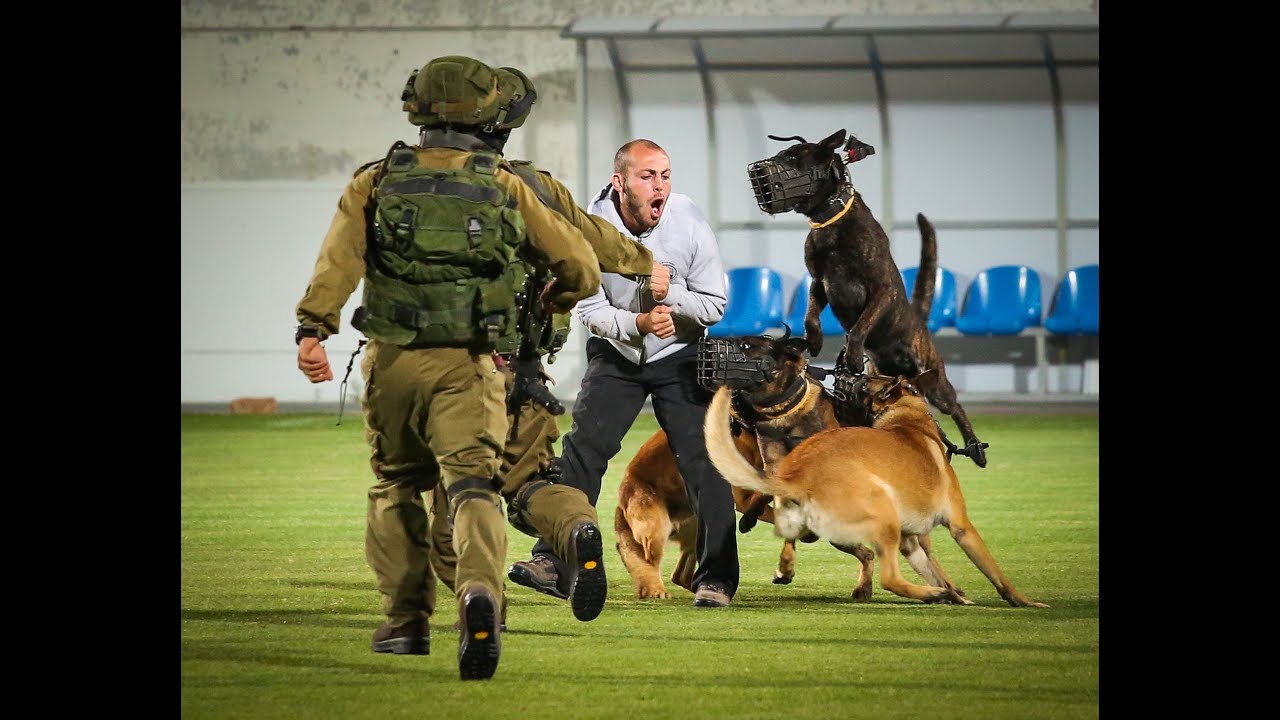 4 Israeli Special Forces Dogs simultaneous attack the Bad guy