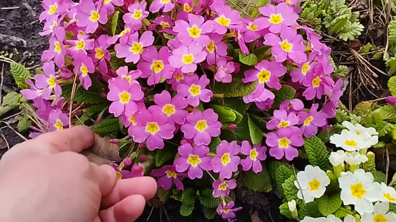 На даче 30.03.24г. Где я сажаю первоцветы. Примулы Юлии.