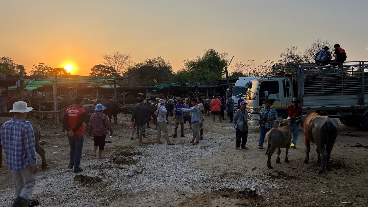 ตลาดนัดโค-กระบือ ทัพทัน จ.อุทัยธานี วันอังคารที่ 10 มีนาคม 2569