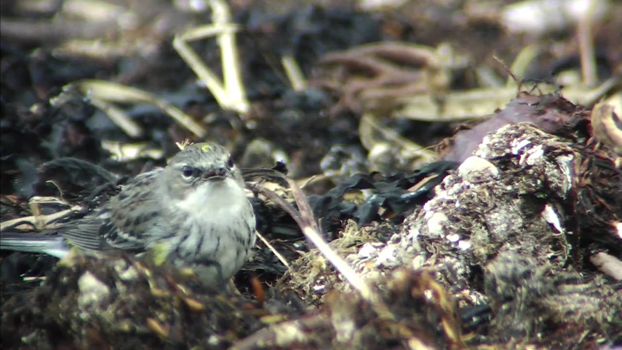 野鳥撮影・ キヅタアメリカムシクイ Myrtle Warbler 1/2