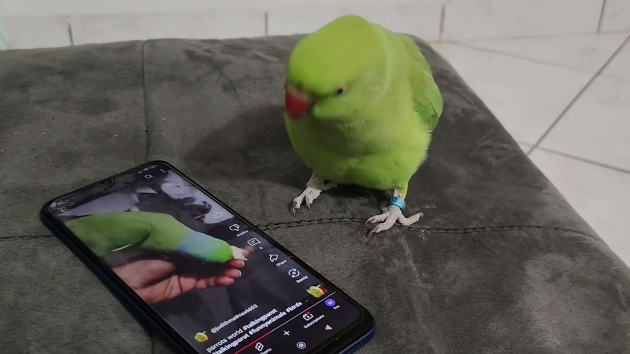 Parrots world #parrot #talkingparot #funnyanimals #funny #funnybirds #talkingparrot