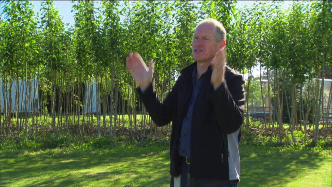 Poplars and Willows on Farms